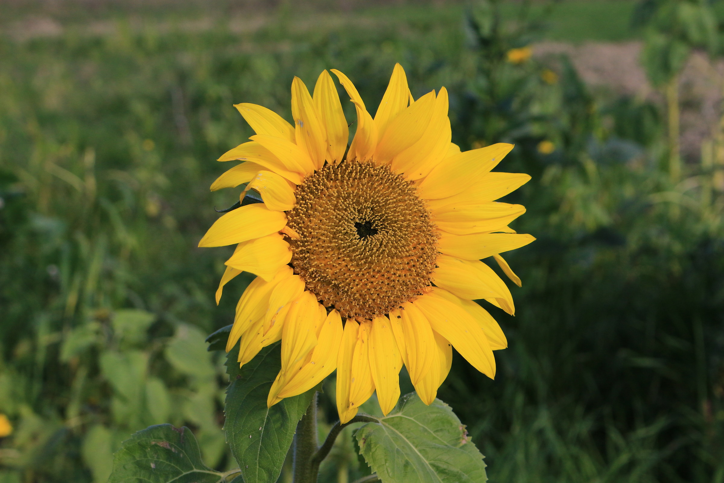 Sunflower 2016 auguroni all yuzzini