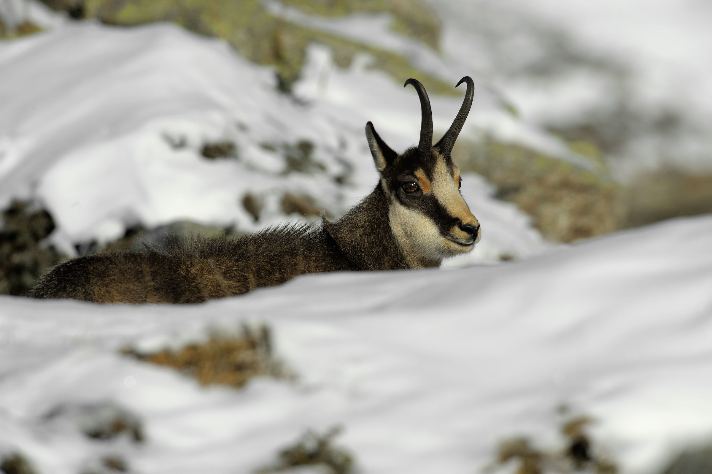 chamois