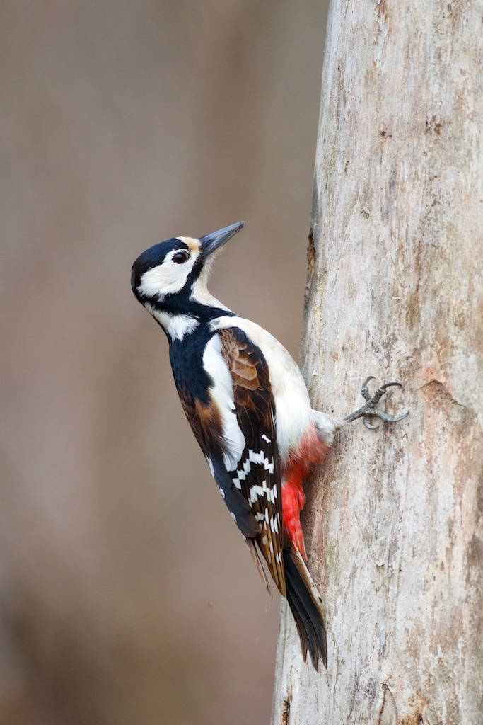 woodpecker brown ....