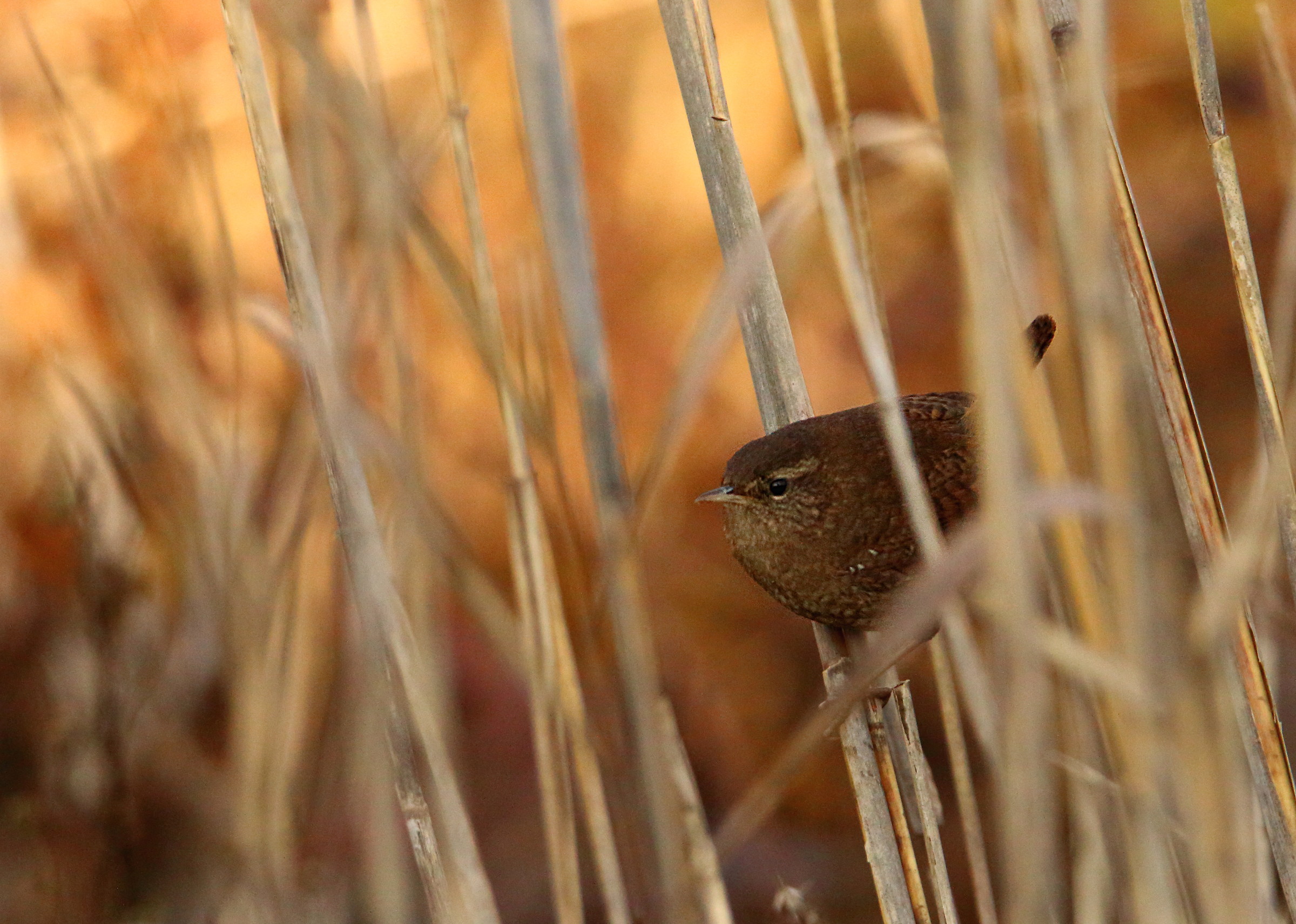 Wren in the reeds