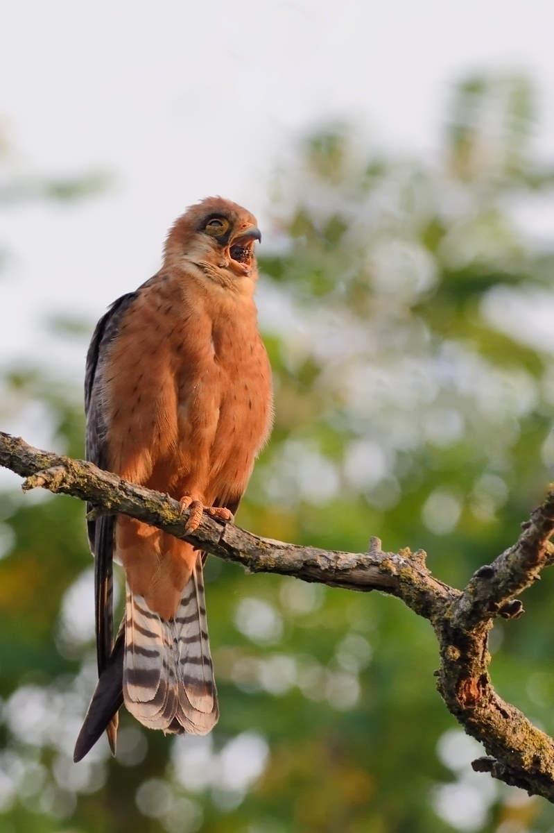 Red-footed Falcon dawn expulsion wad.