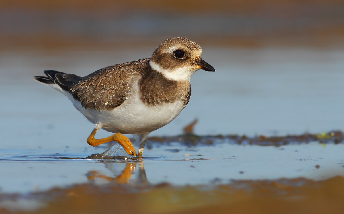 Ringed Plover