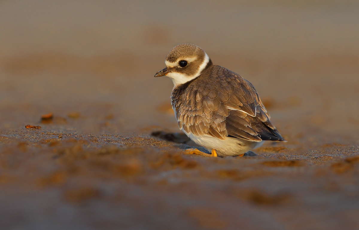 Ringed Plover