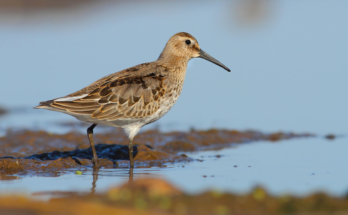 Dunlin