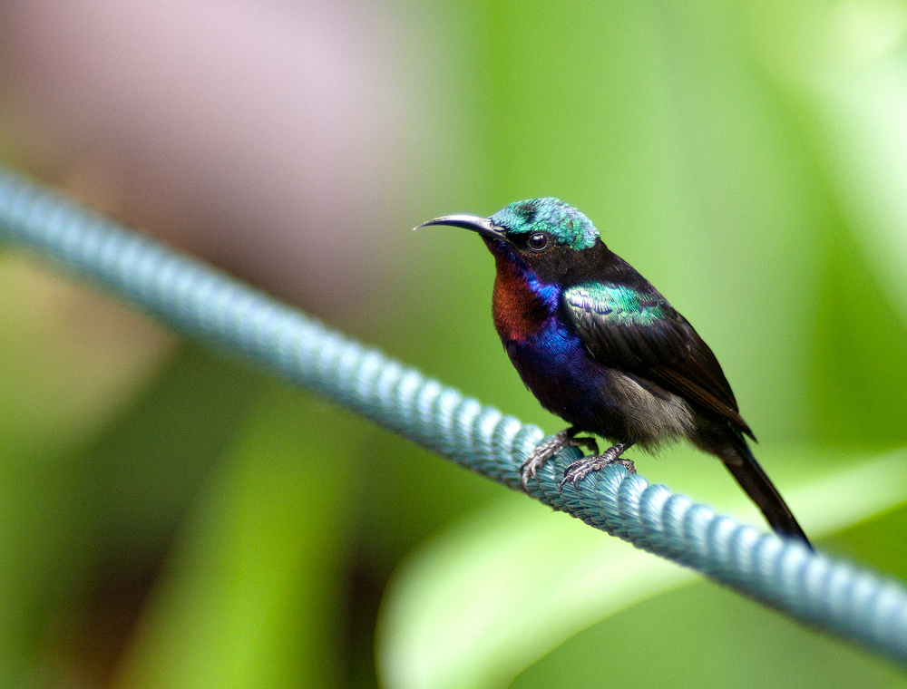 Nectarinia calcostetha