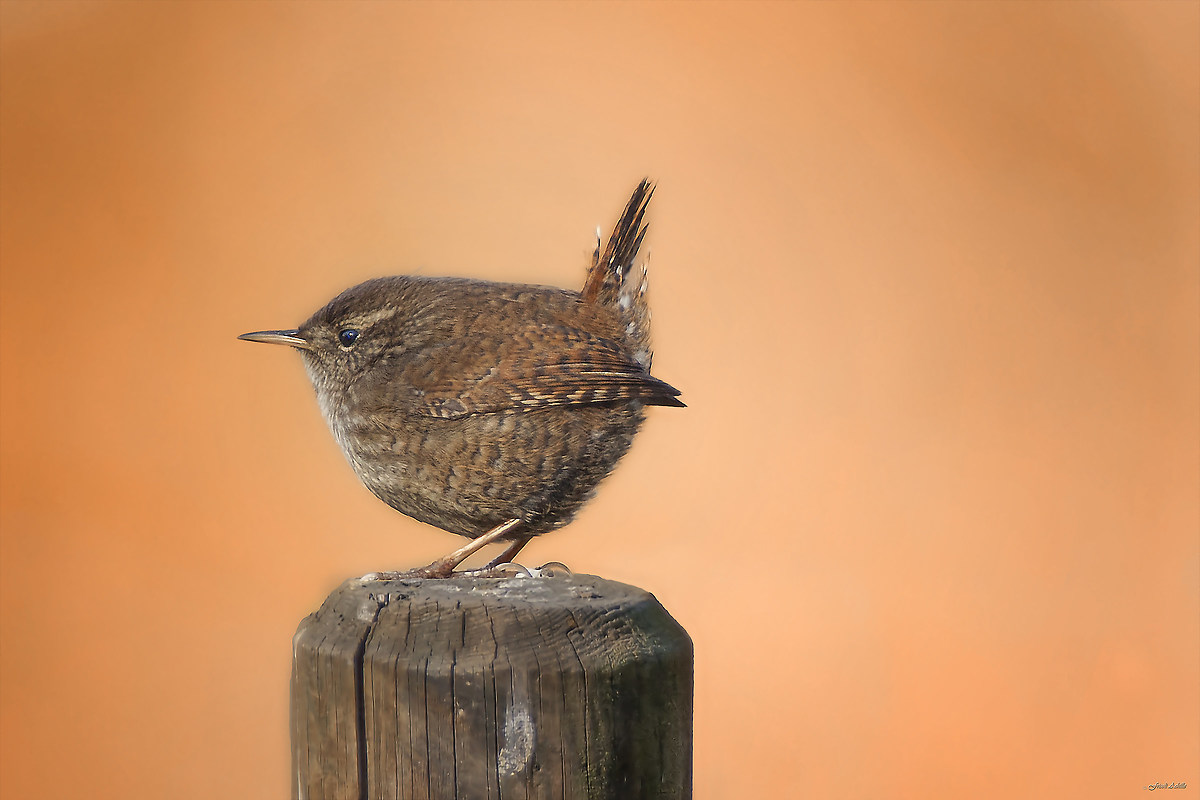 wren