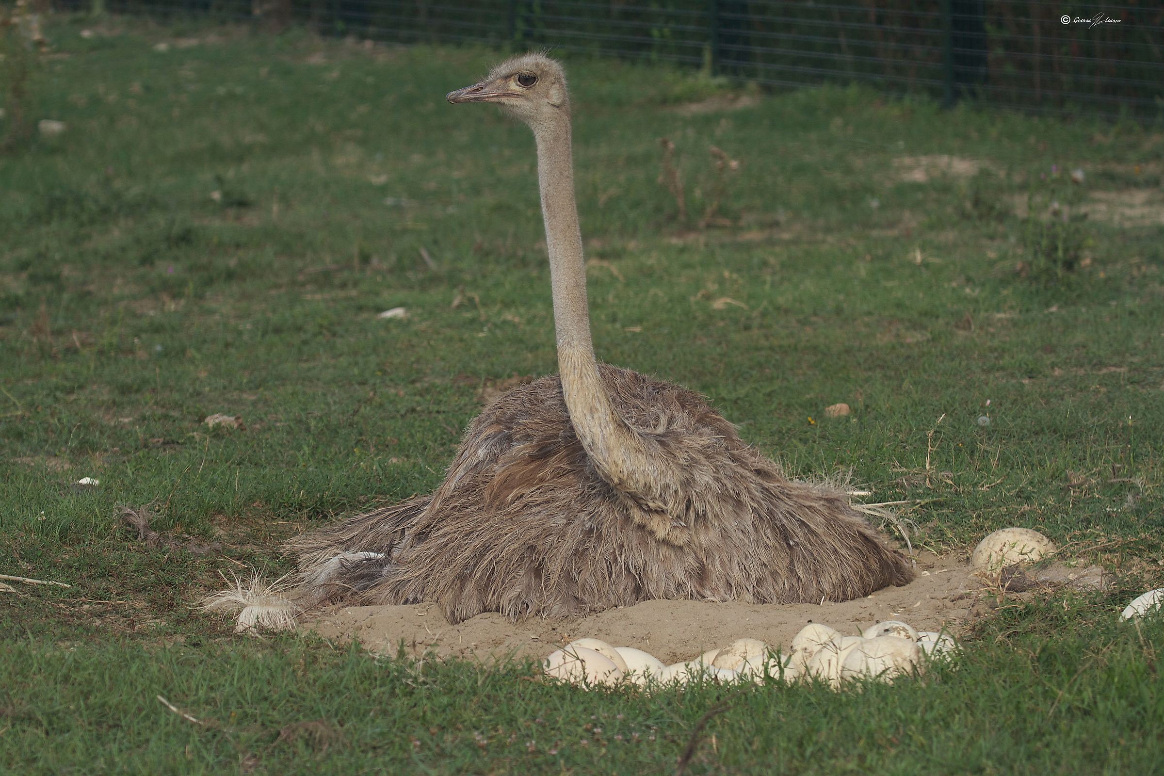 che uova tutto il giorno!!!