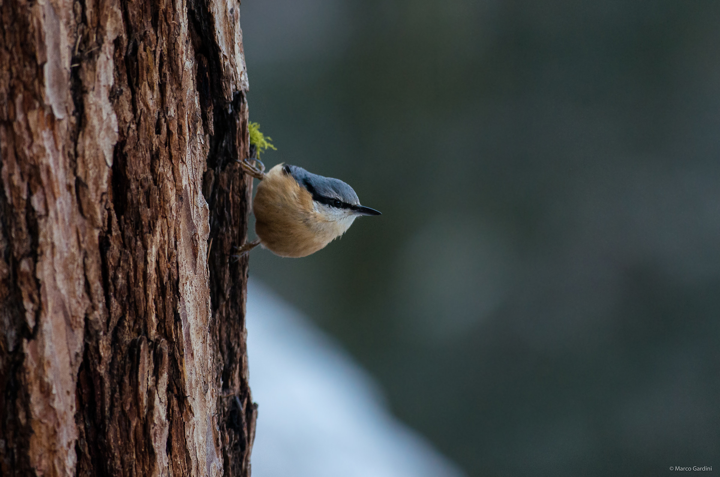Nuthatch