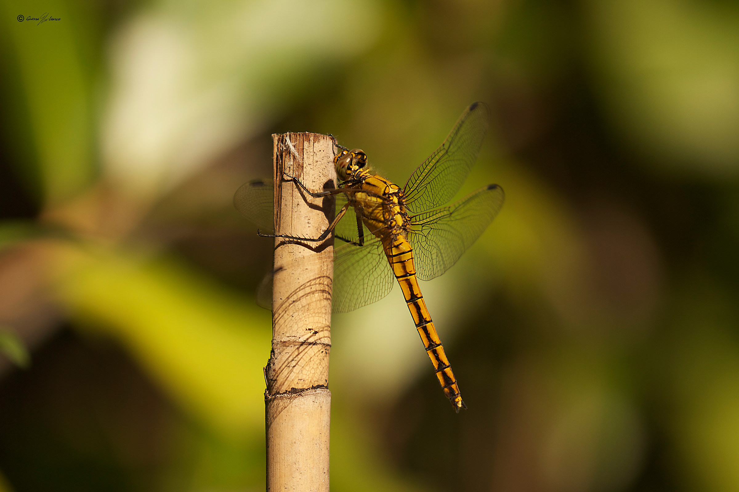 and this side of the flying