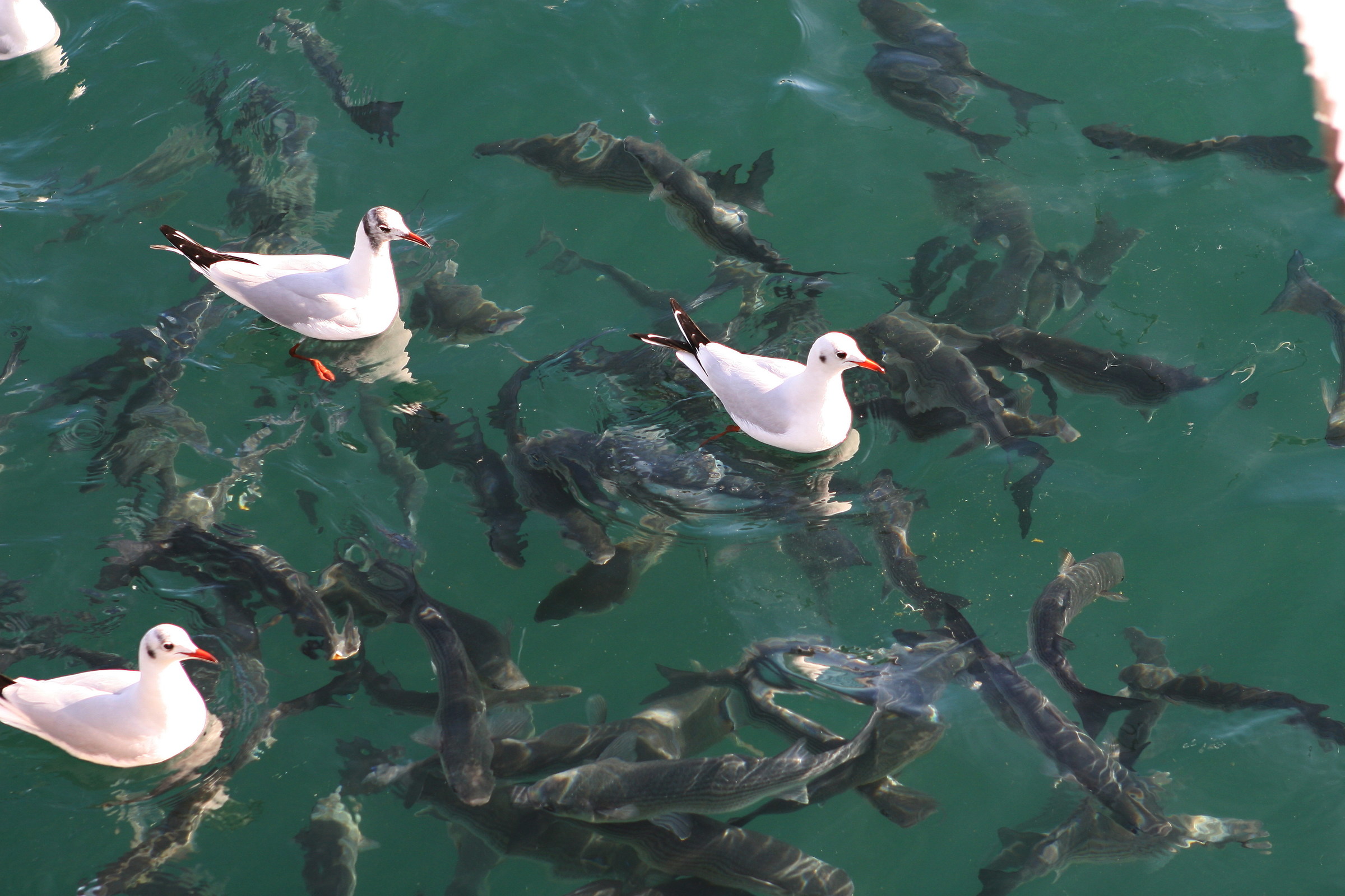 gabbiani e cefali a Barcellona