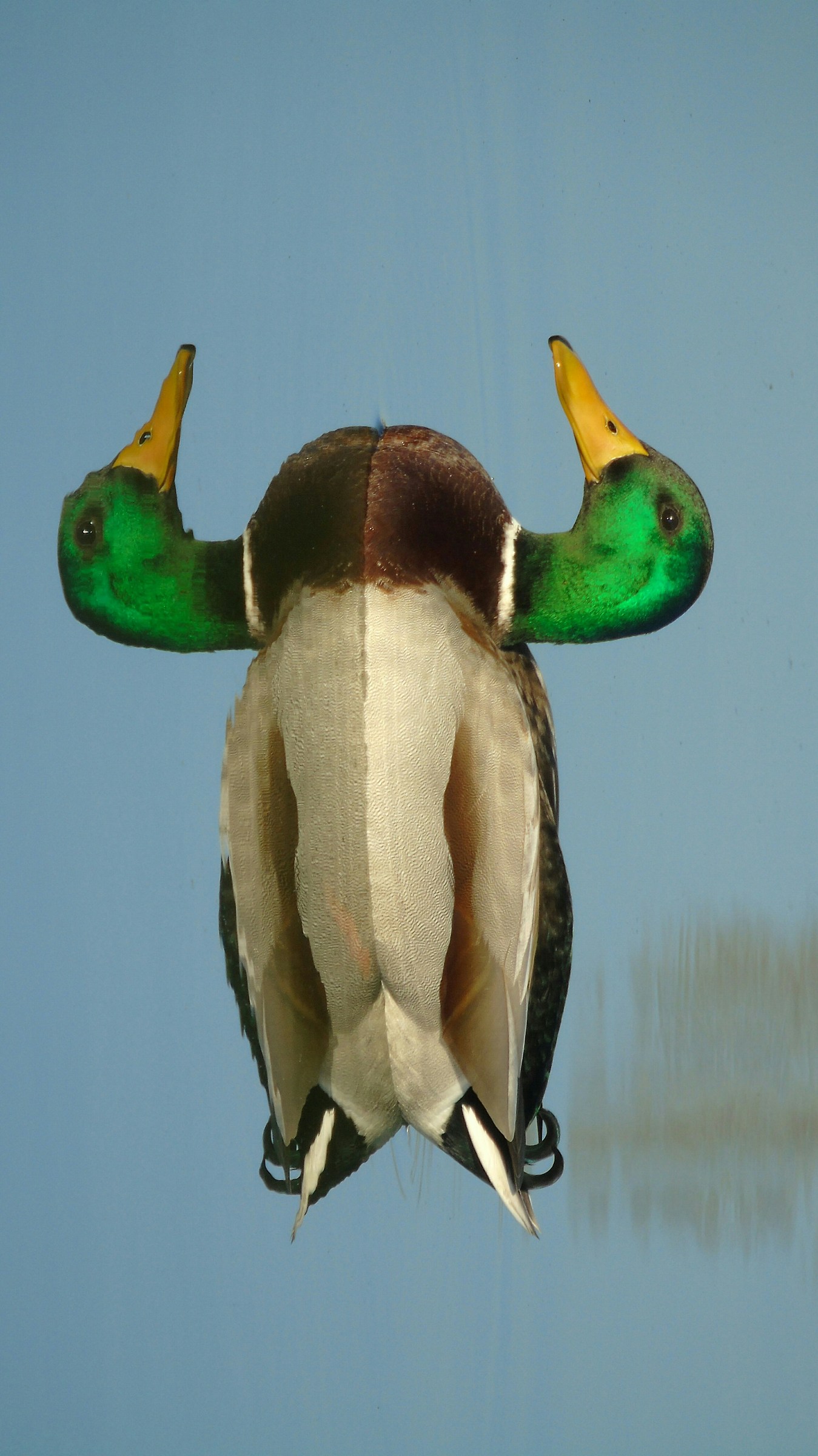 Reflection German upside down ....