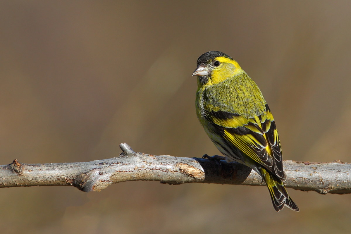 Siskin m