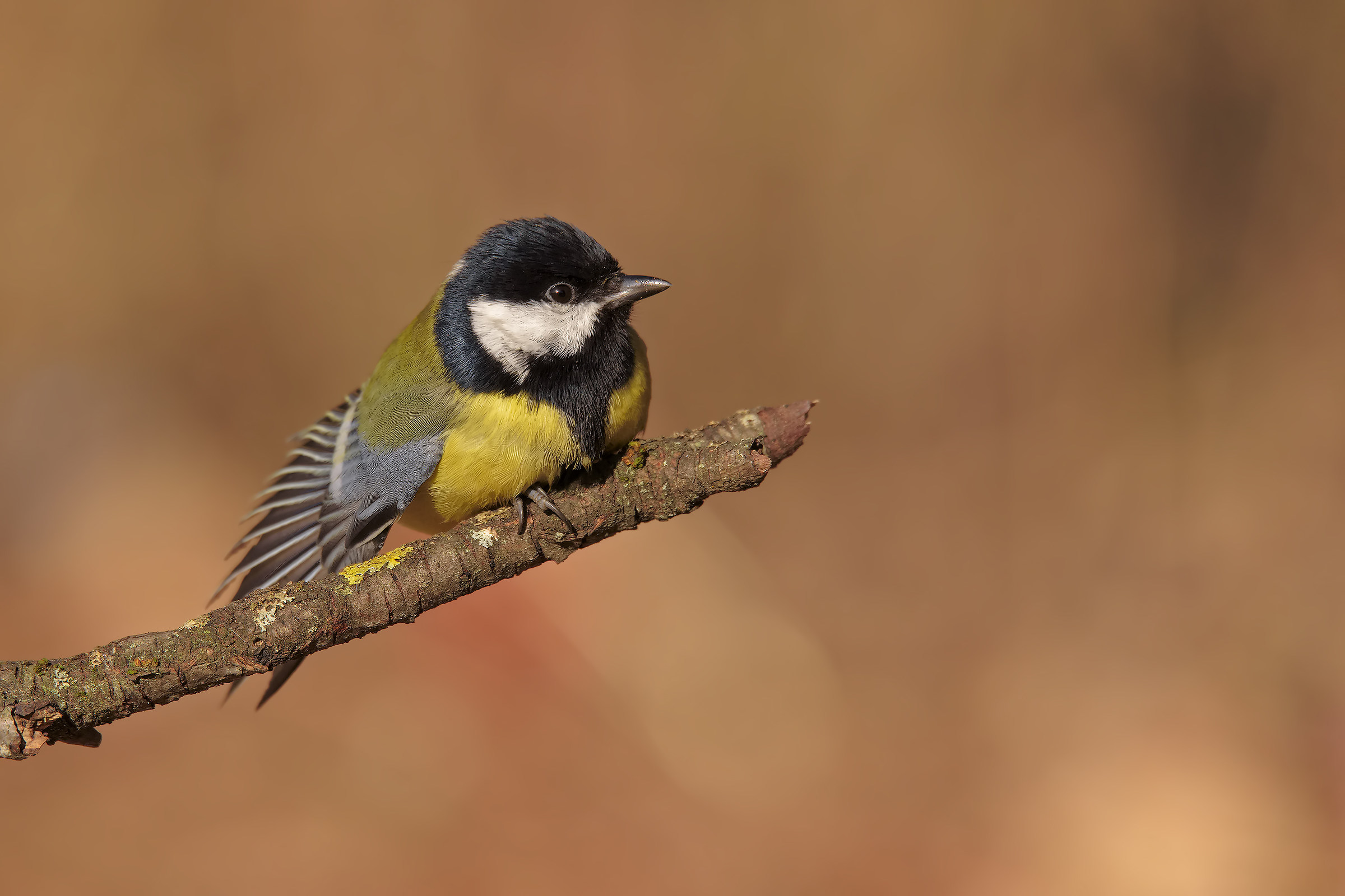 Cinciallegra appollaiata