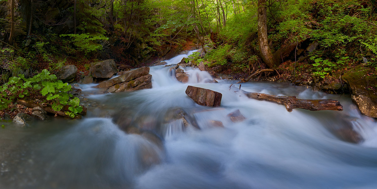 L'acqua nella foresta