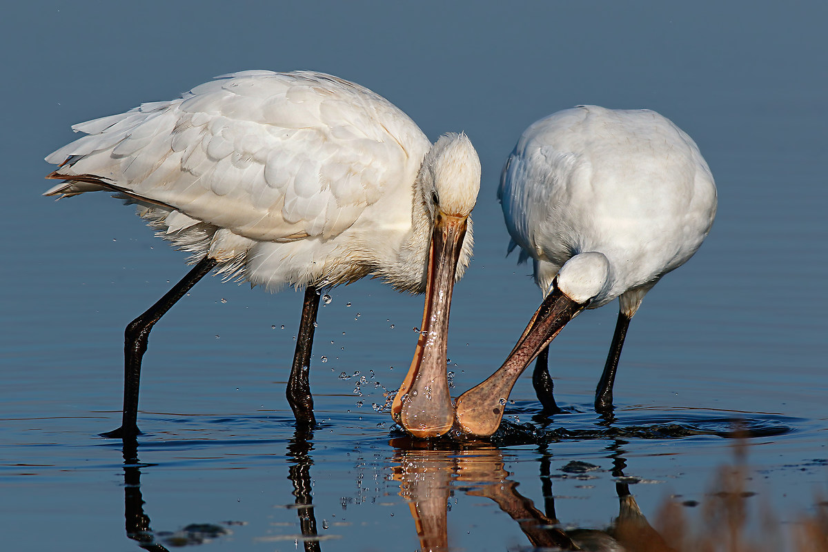 "E' mio!"  "No è mio!" - Il l...