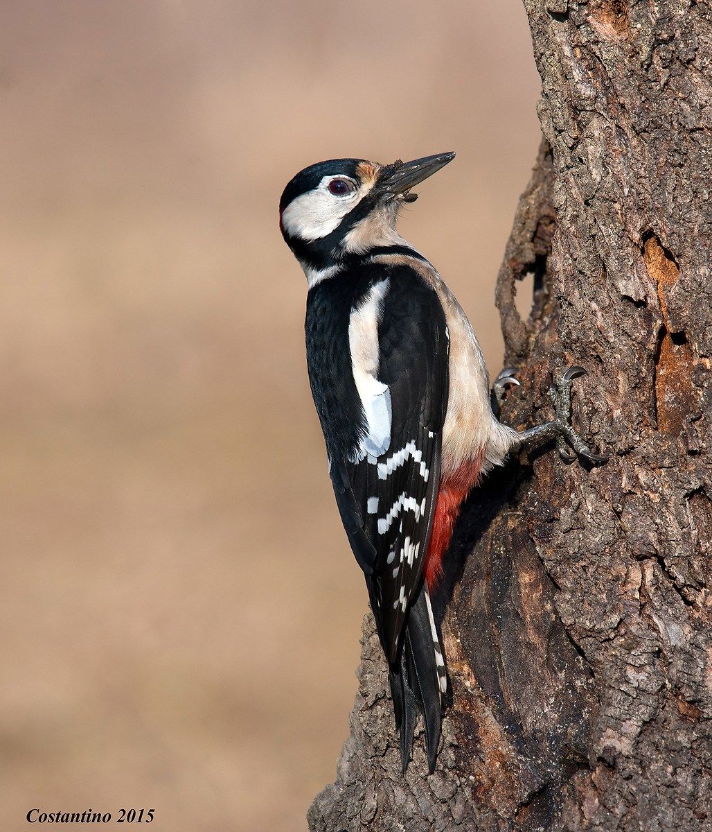 Picchio rosso maggiore (Dendrocopos major)