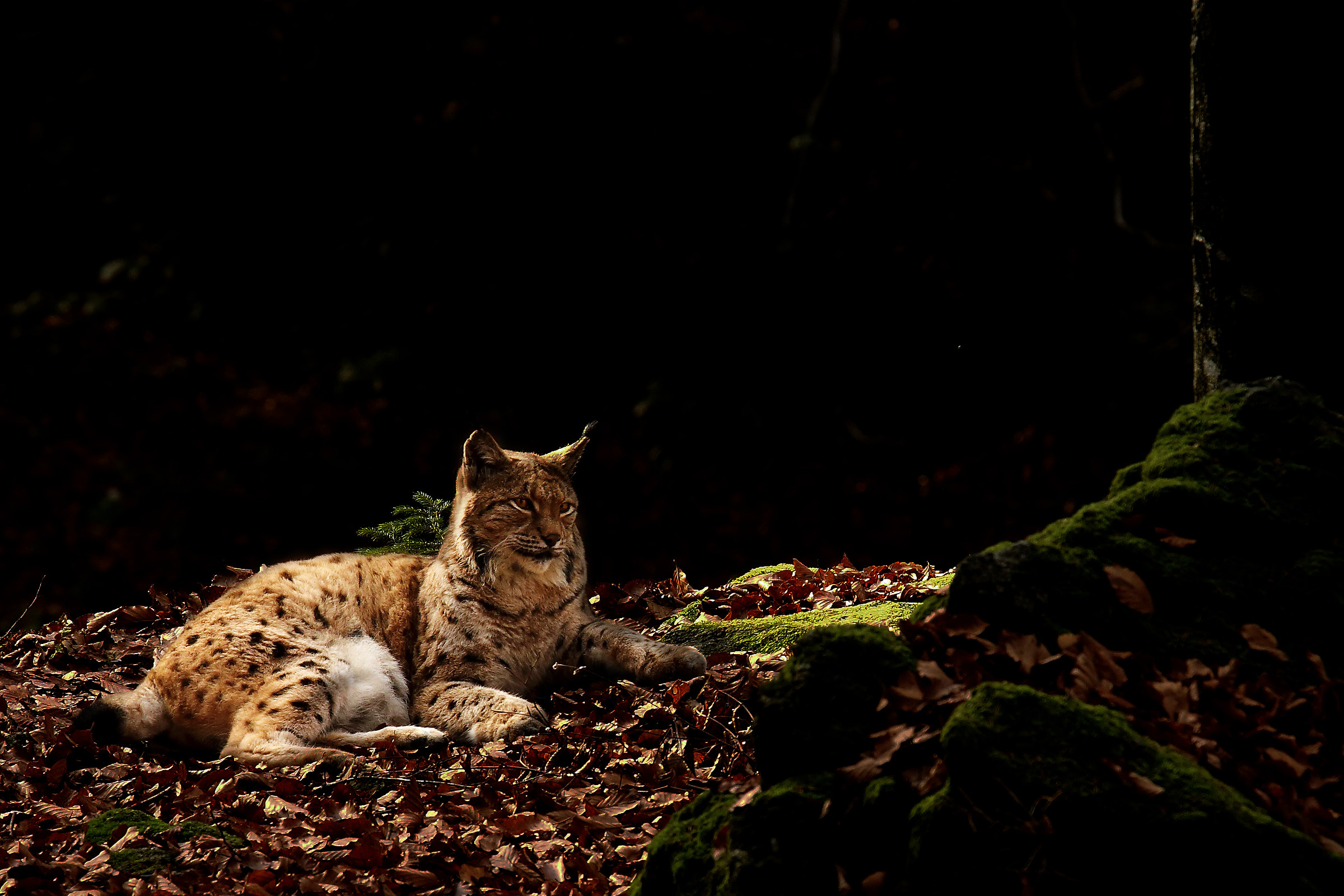 Lince Europea