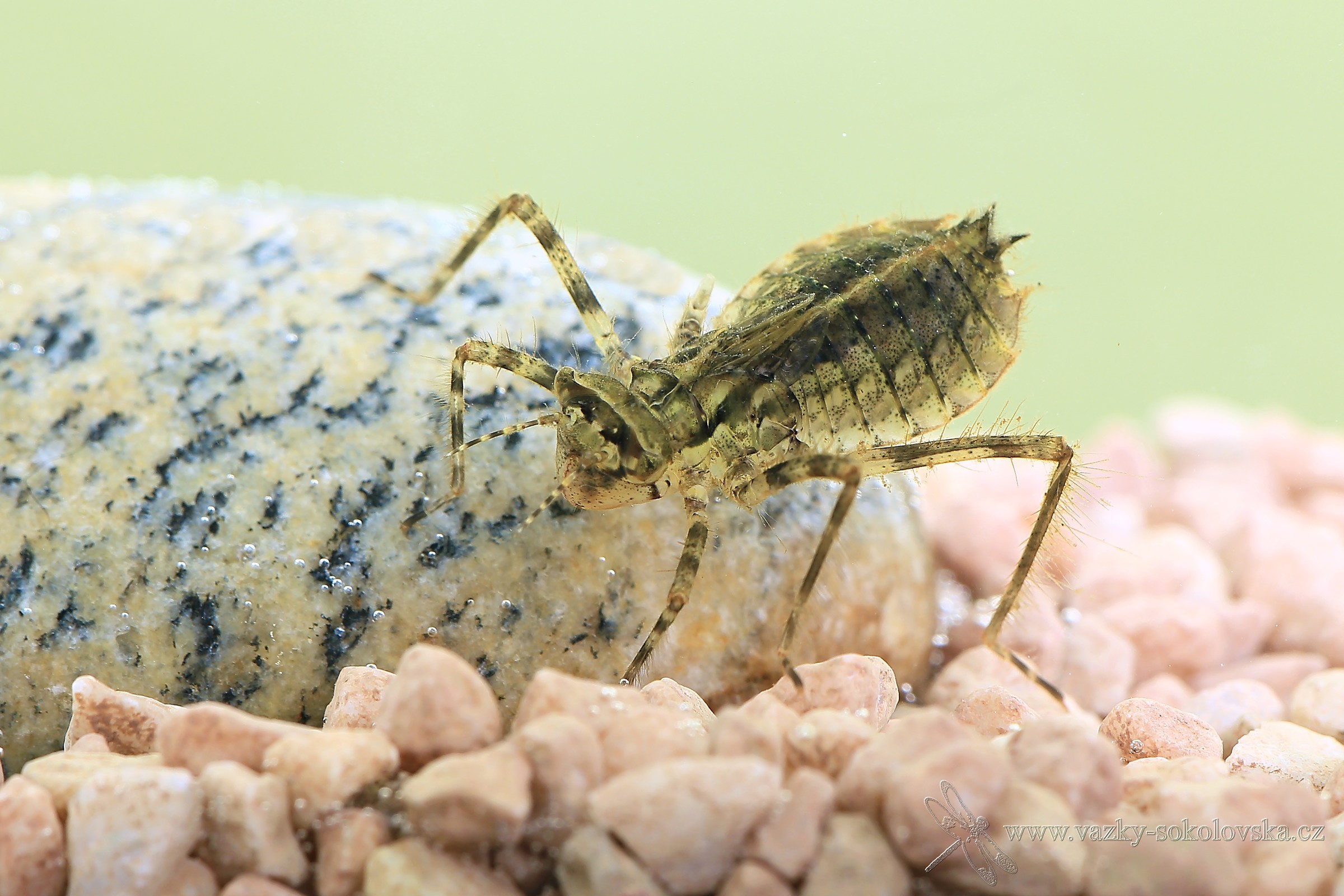 Cordulia aenea - larva