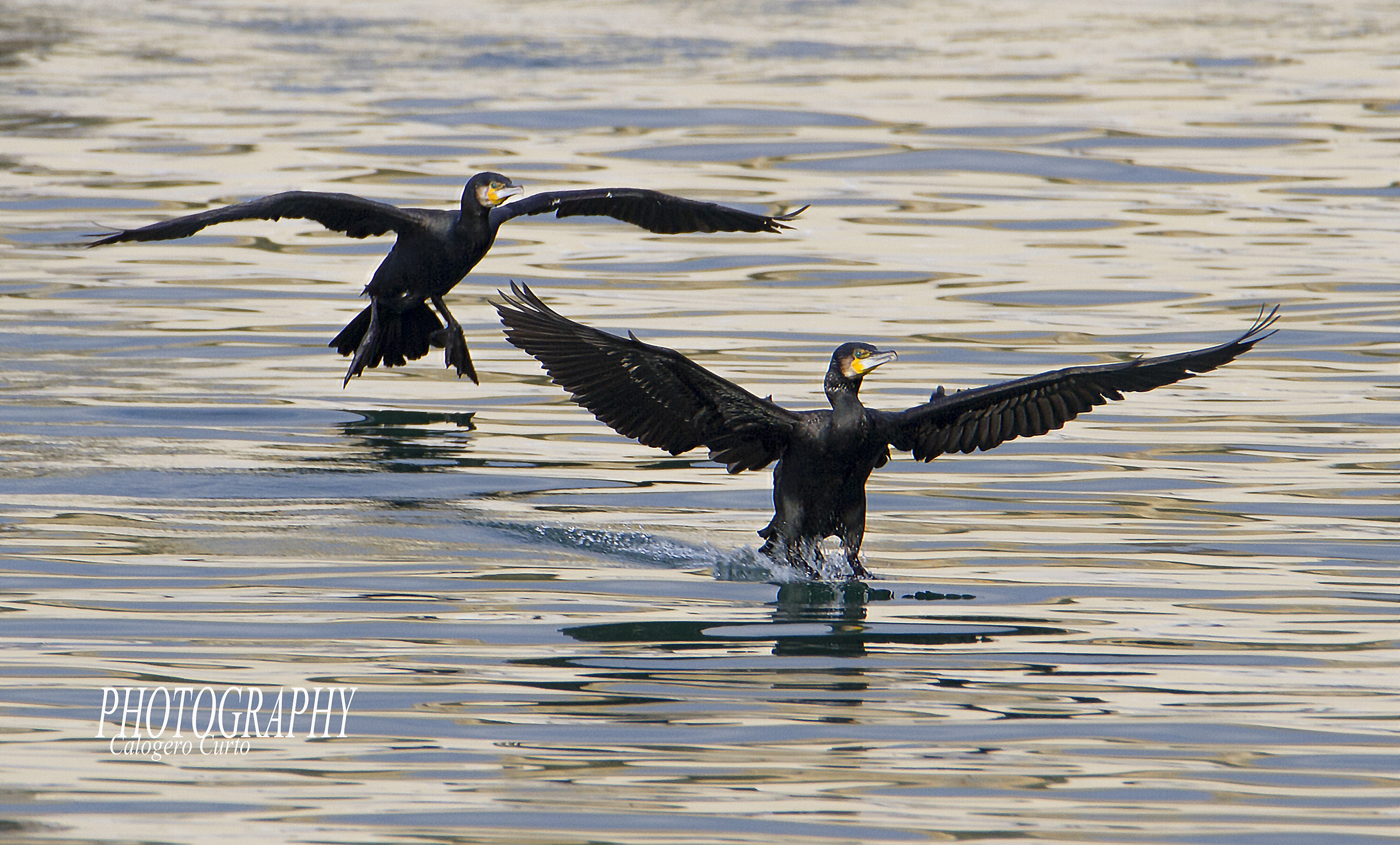 Cormorants