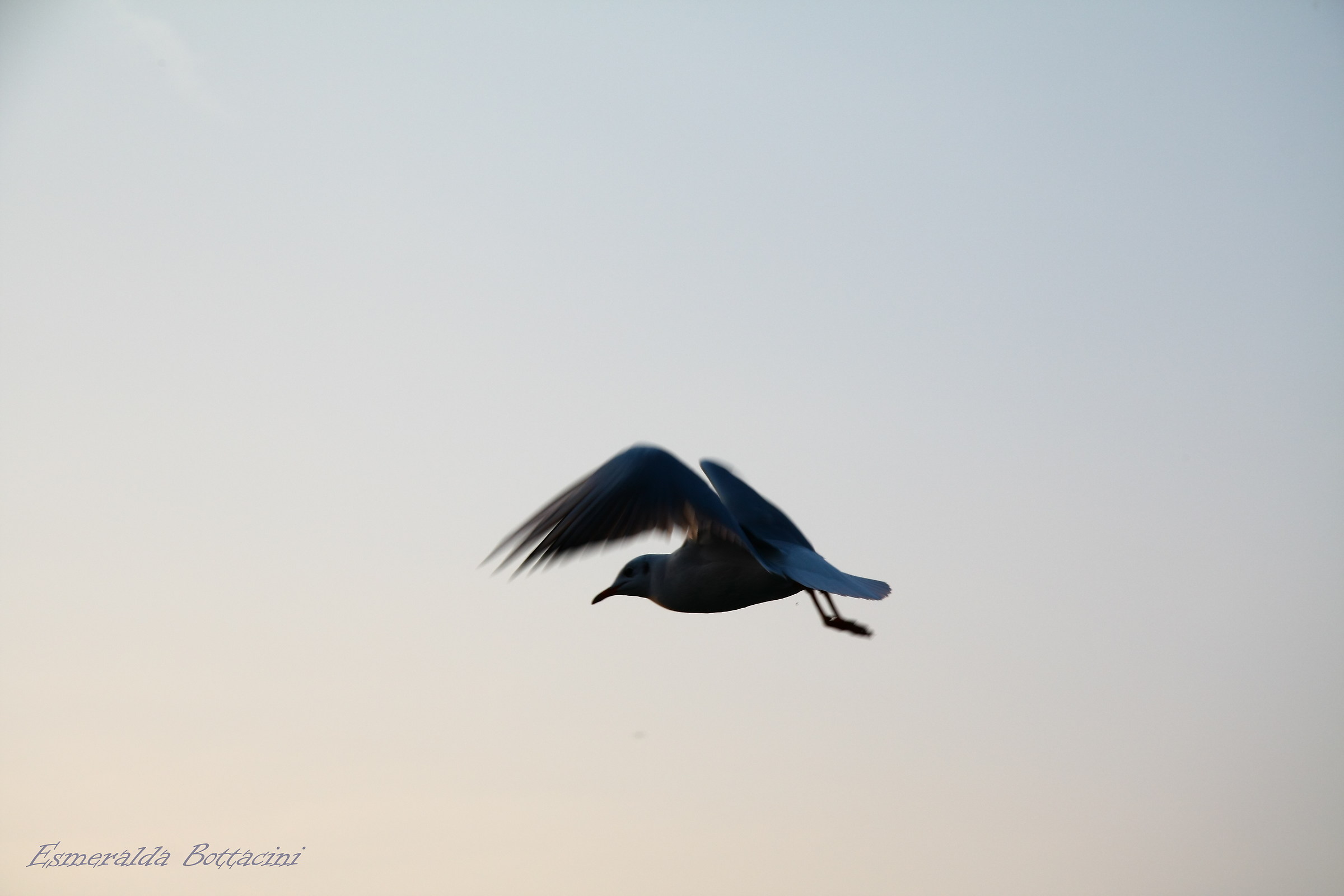 Gabbiano in volo