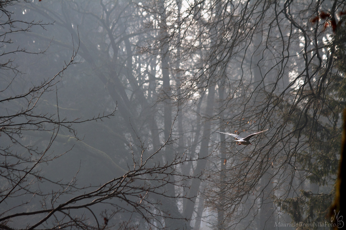 The wings of Freedom