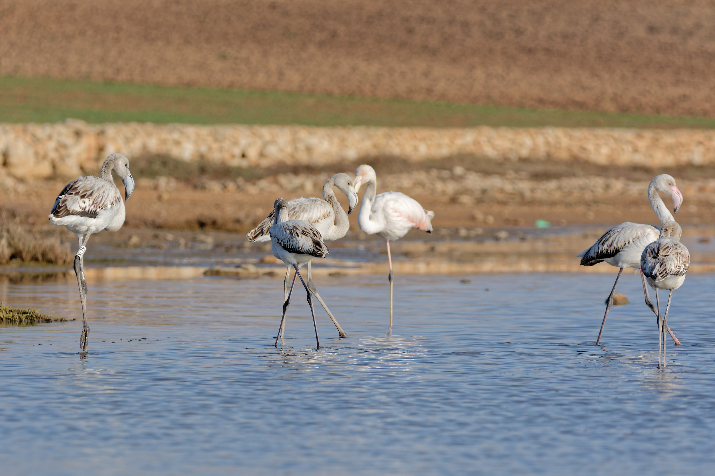 flamingos young