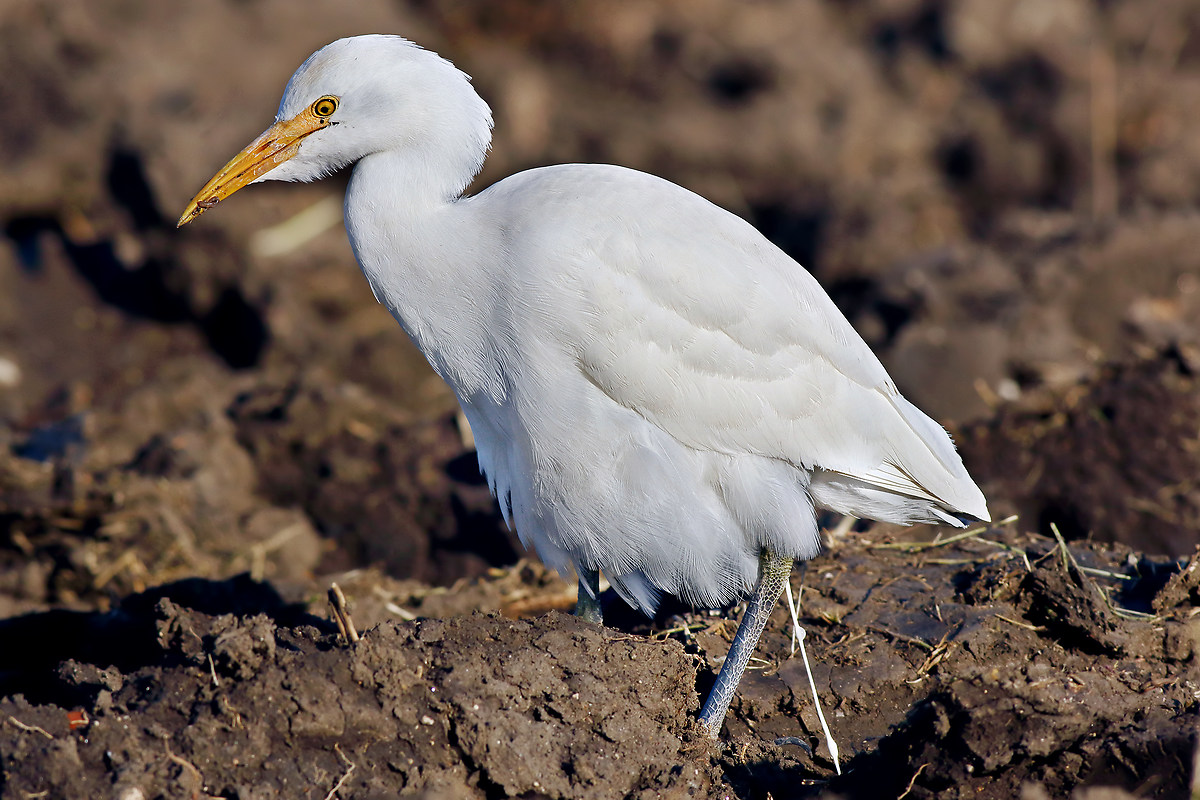 The "Sprot" Heron Egret