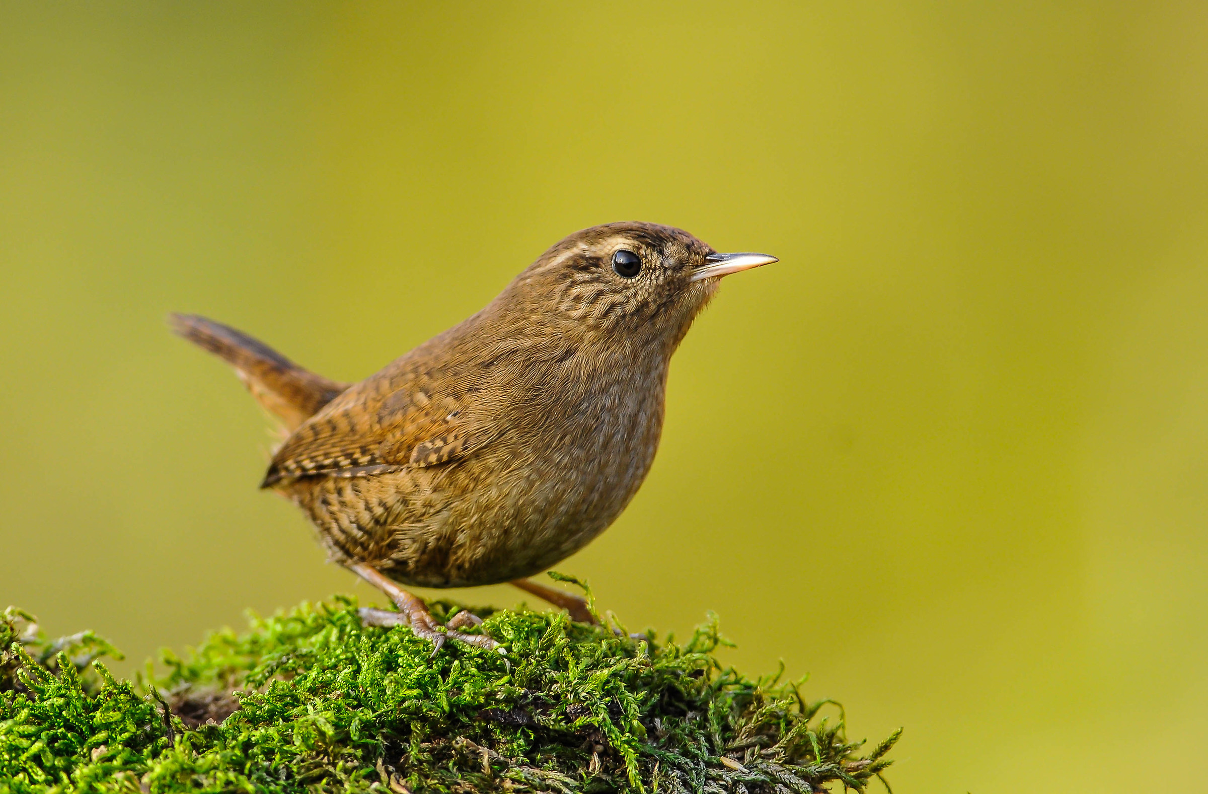 Wren