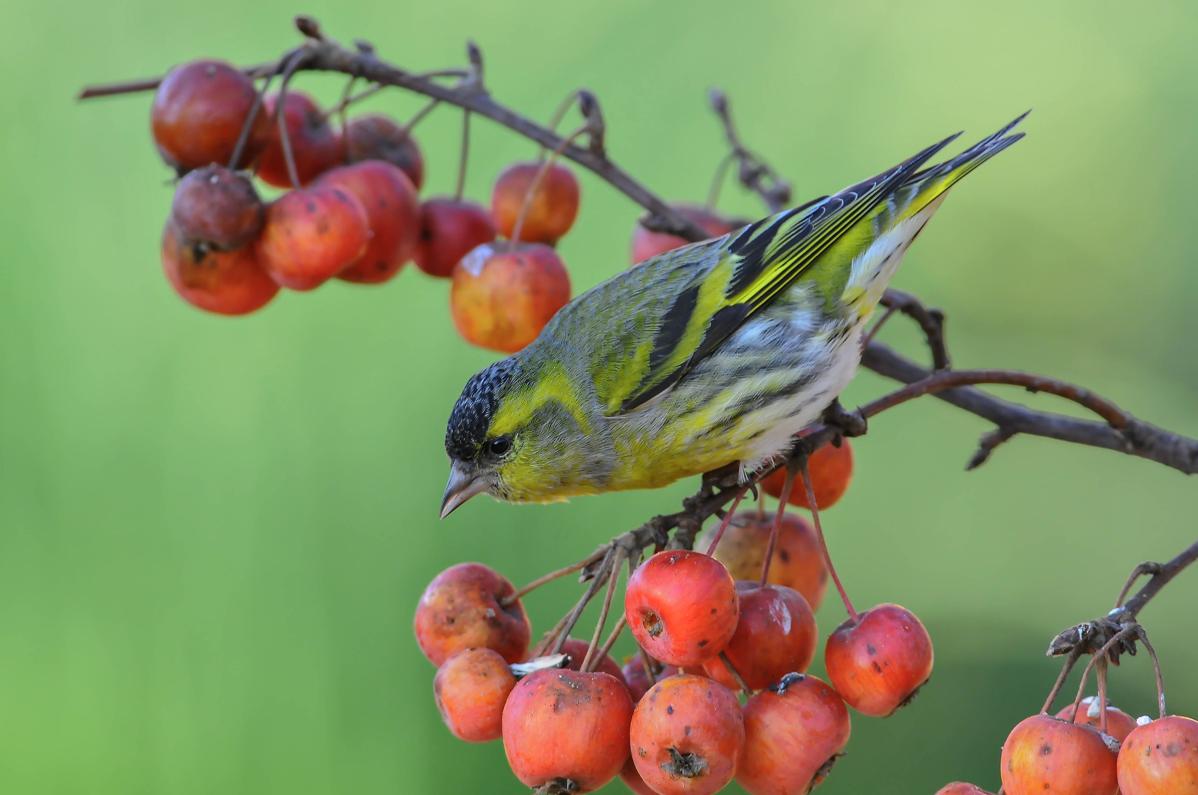 Siskin