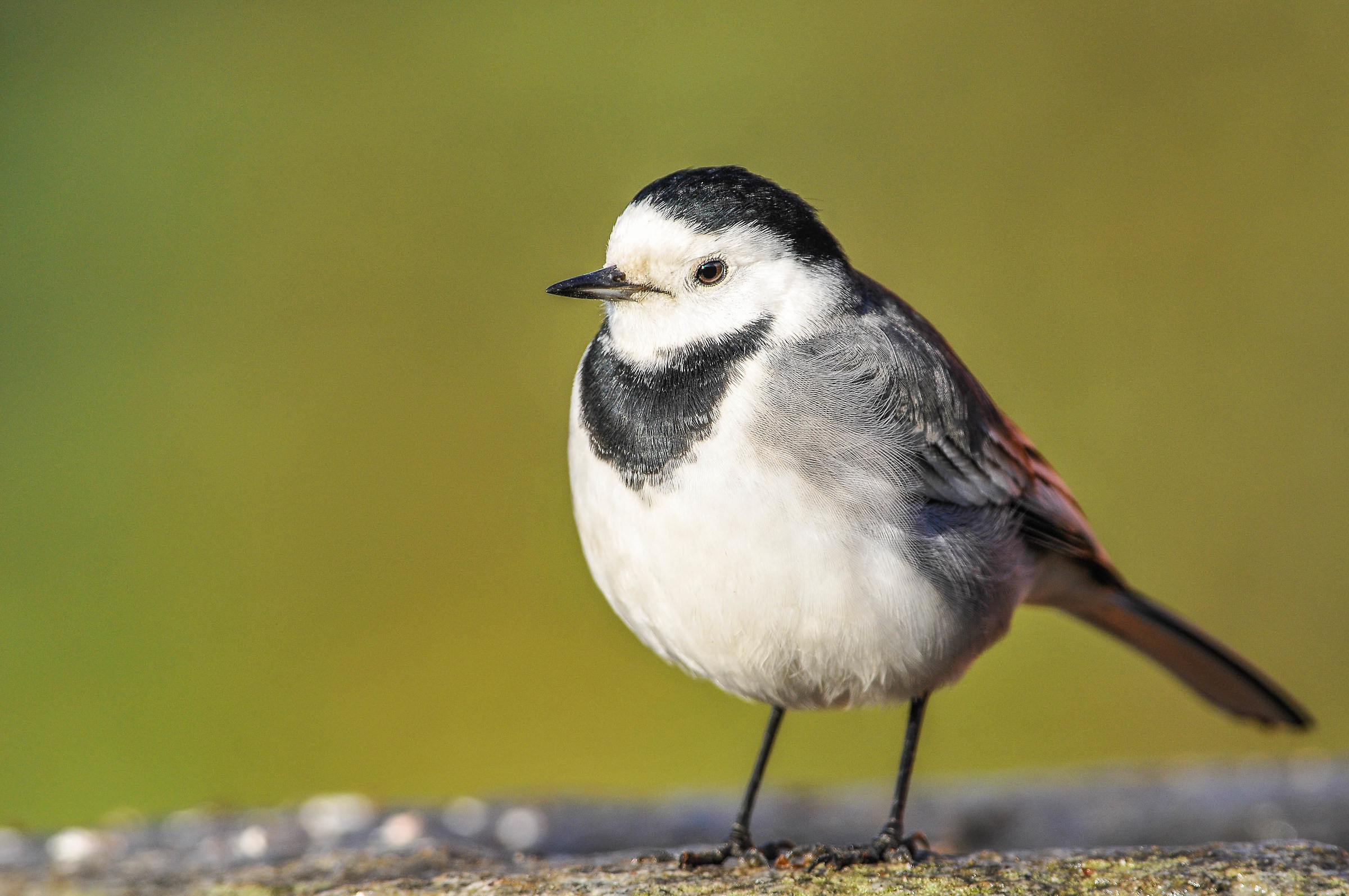 White wagtail