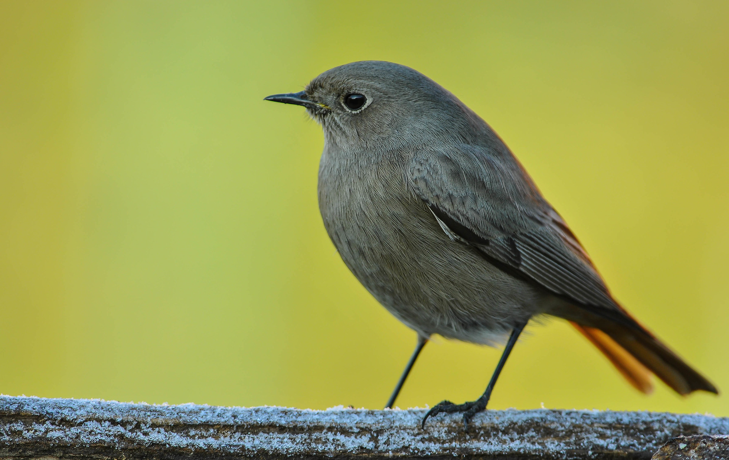 Black redstart (F)
