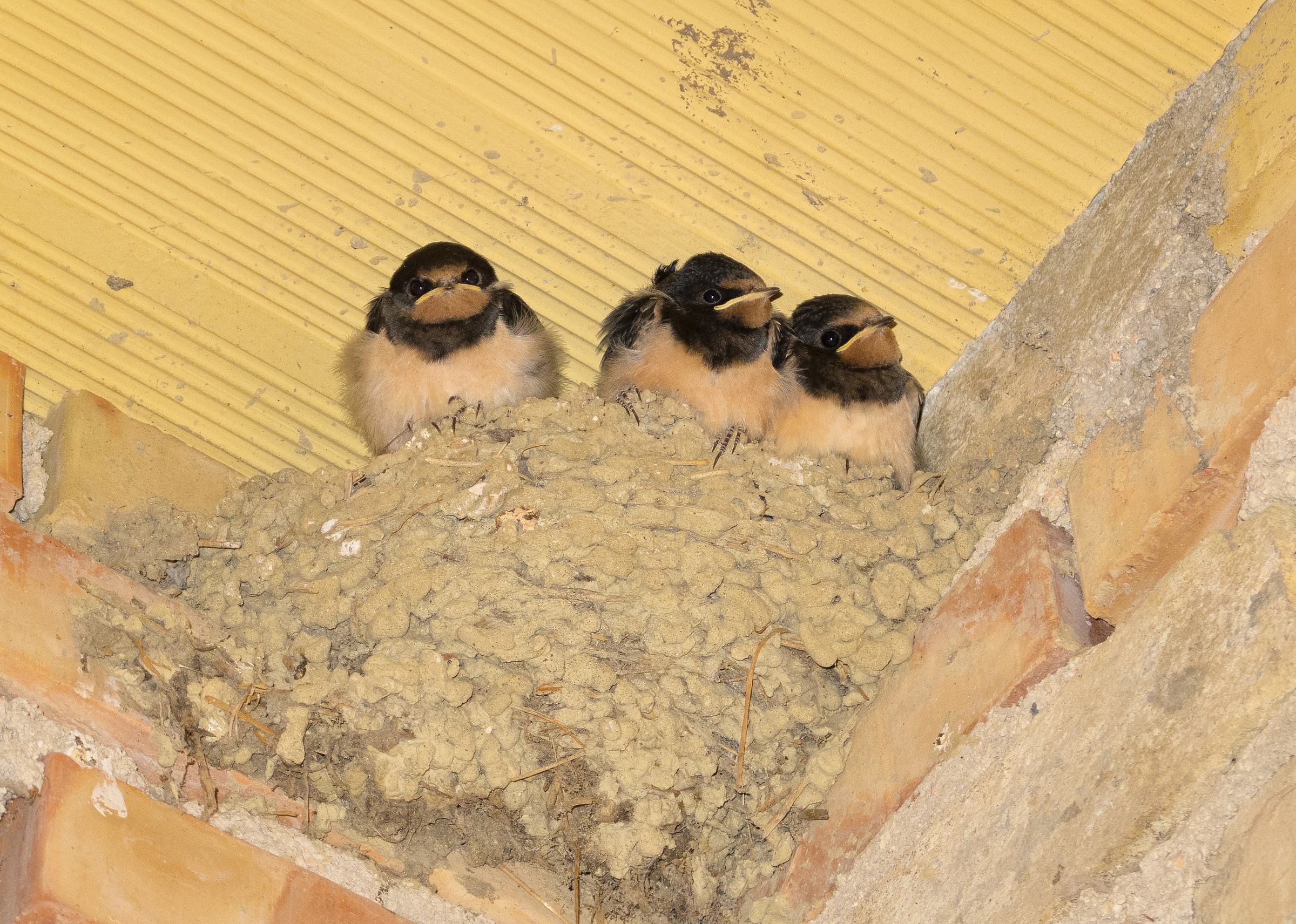 I tre ...... rondinini