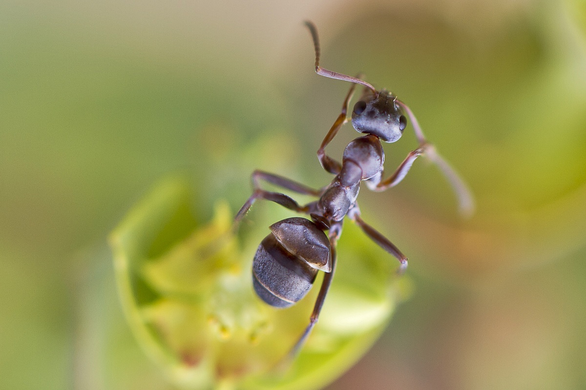Ant moves from one flower to another!