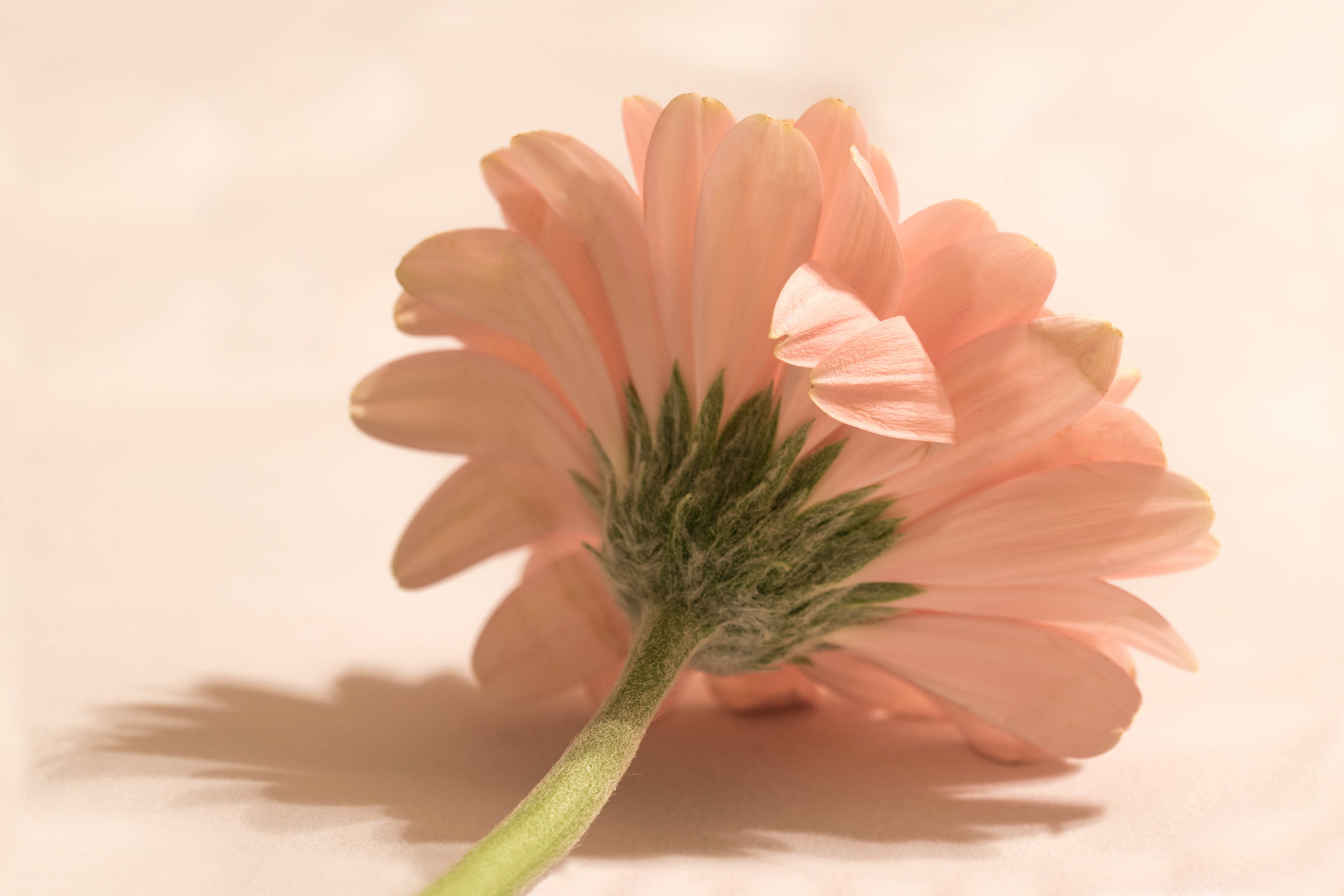Gerbera