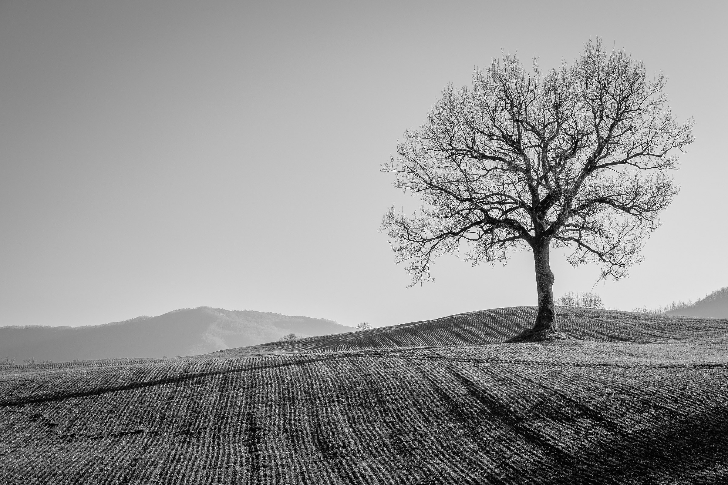 The Tree and the Sky