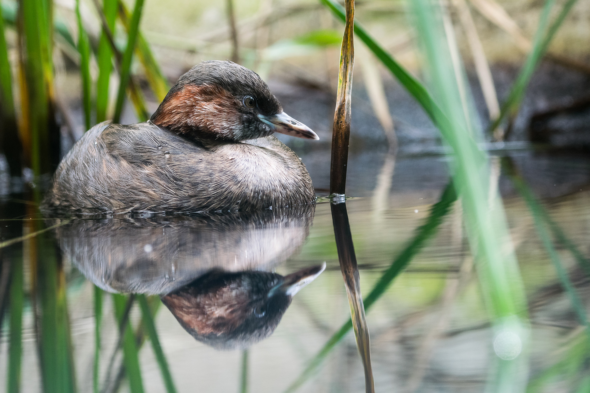 Little Grebe