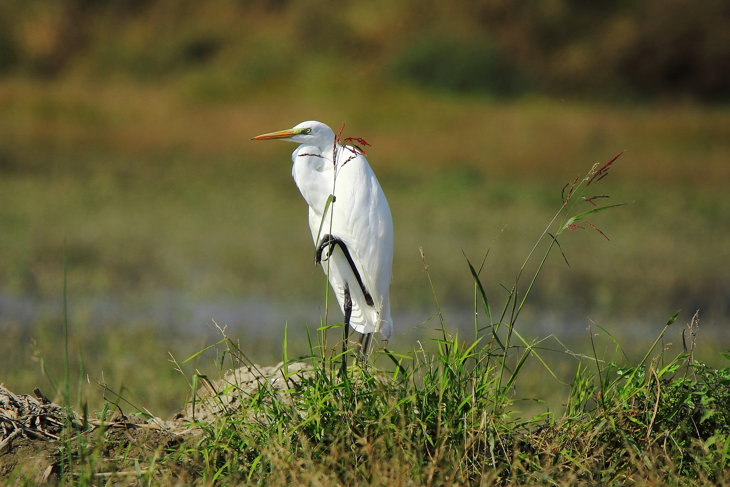 Qui dietro nessuno mi vedrà