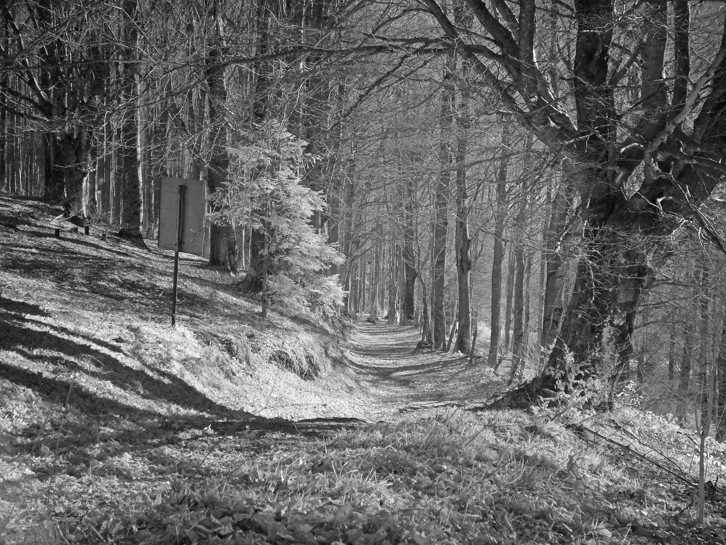 Fumaiolo, sentiero per la sorgente del Tevere 1