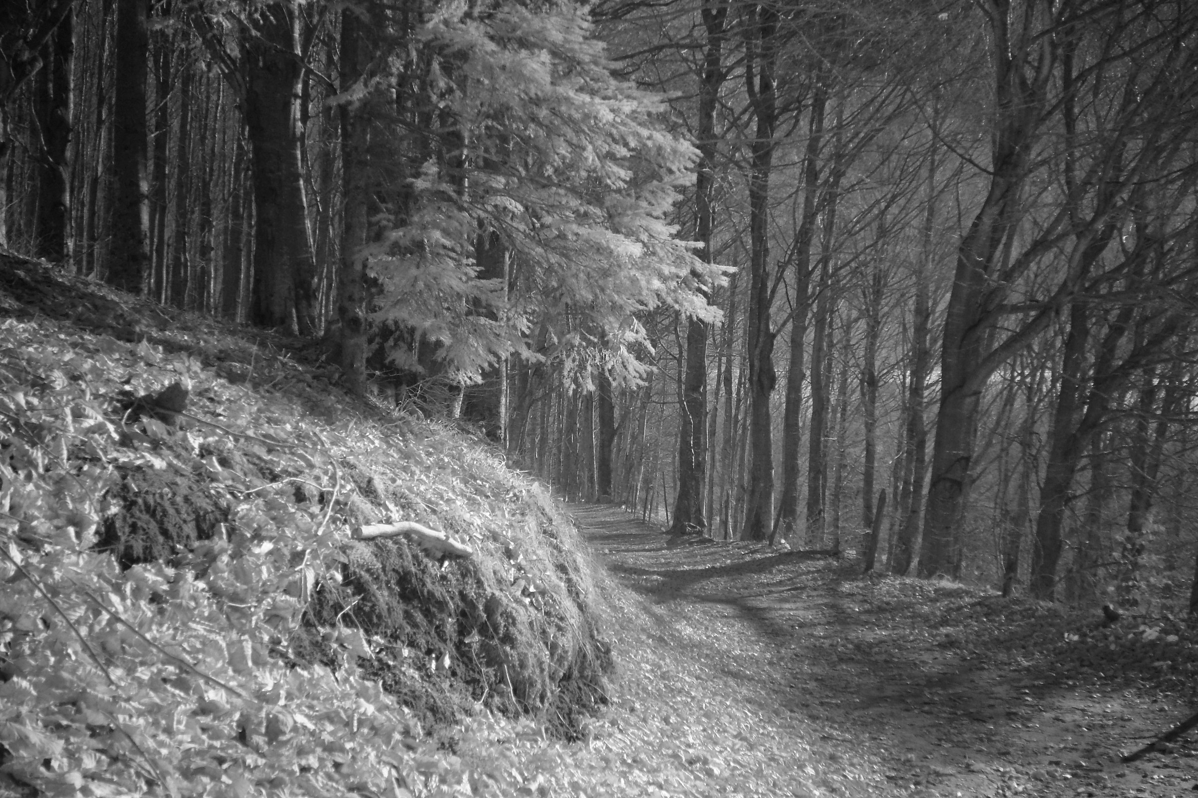 Fumaiolo, sentiero per la sorgente del Tevere 2