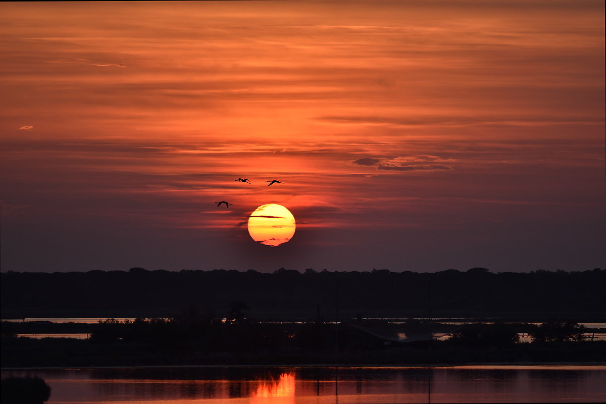 Fenicotteri, sul delta del Pò ... al tramonto ...
