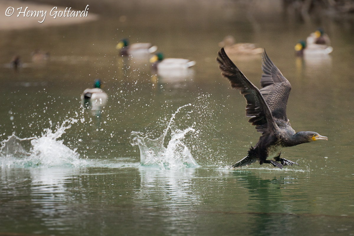 Cormorano in partenza