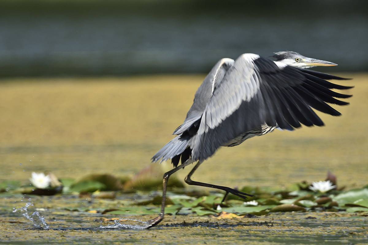 Airone Cenerino ... alle Torbiere ...