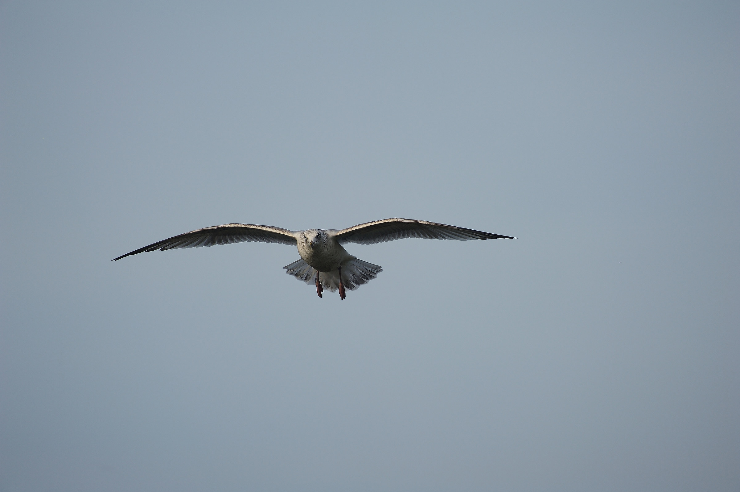 with wings spread .....