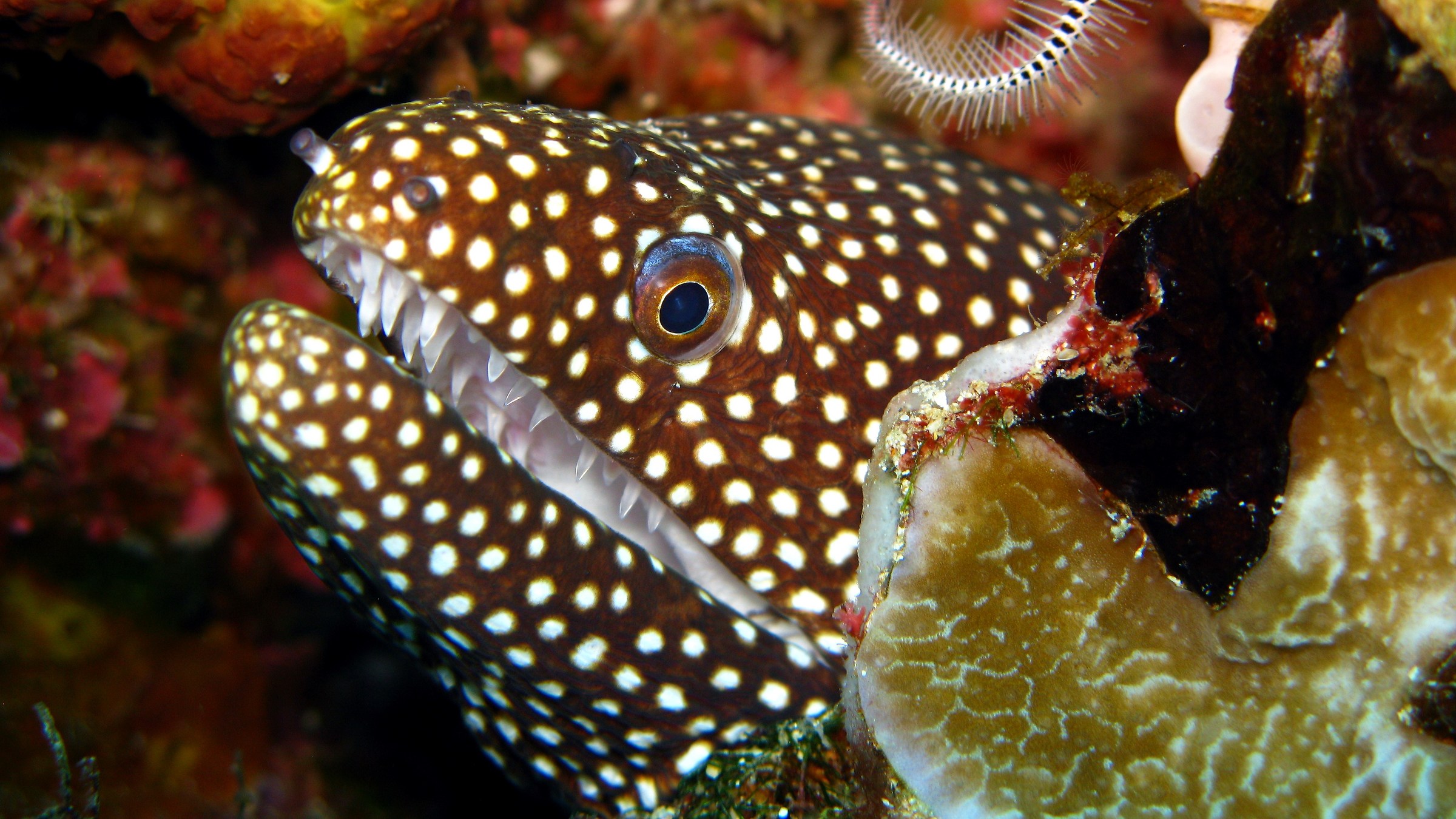 Gymnothorax Meleagris