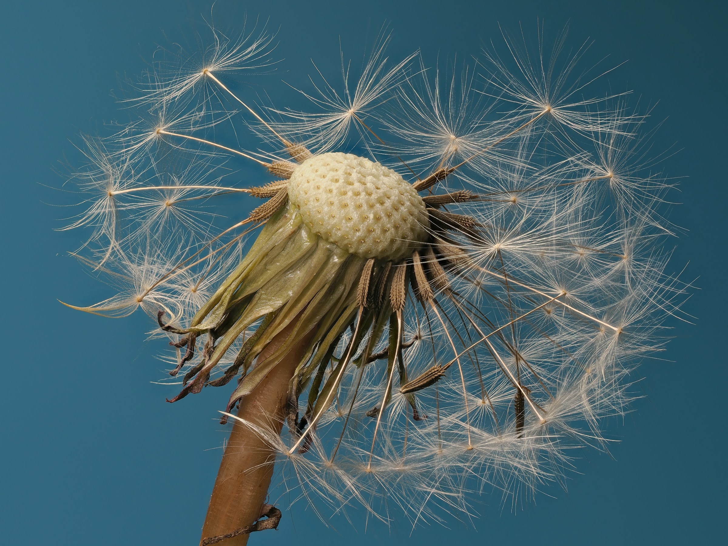 Dandelion fruits