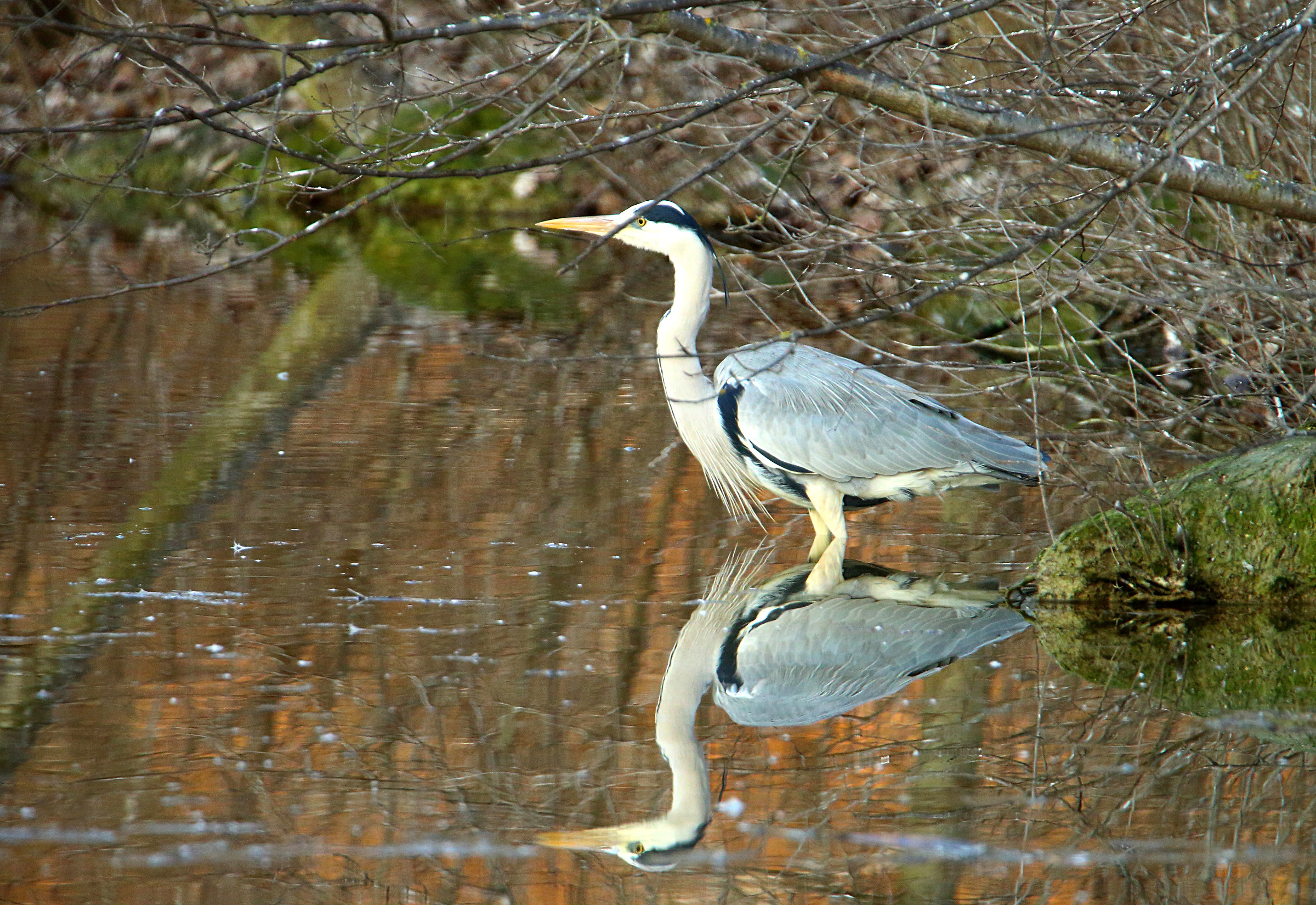 Heron Cinerino