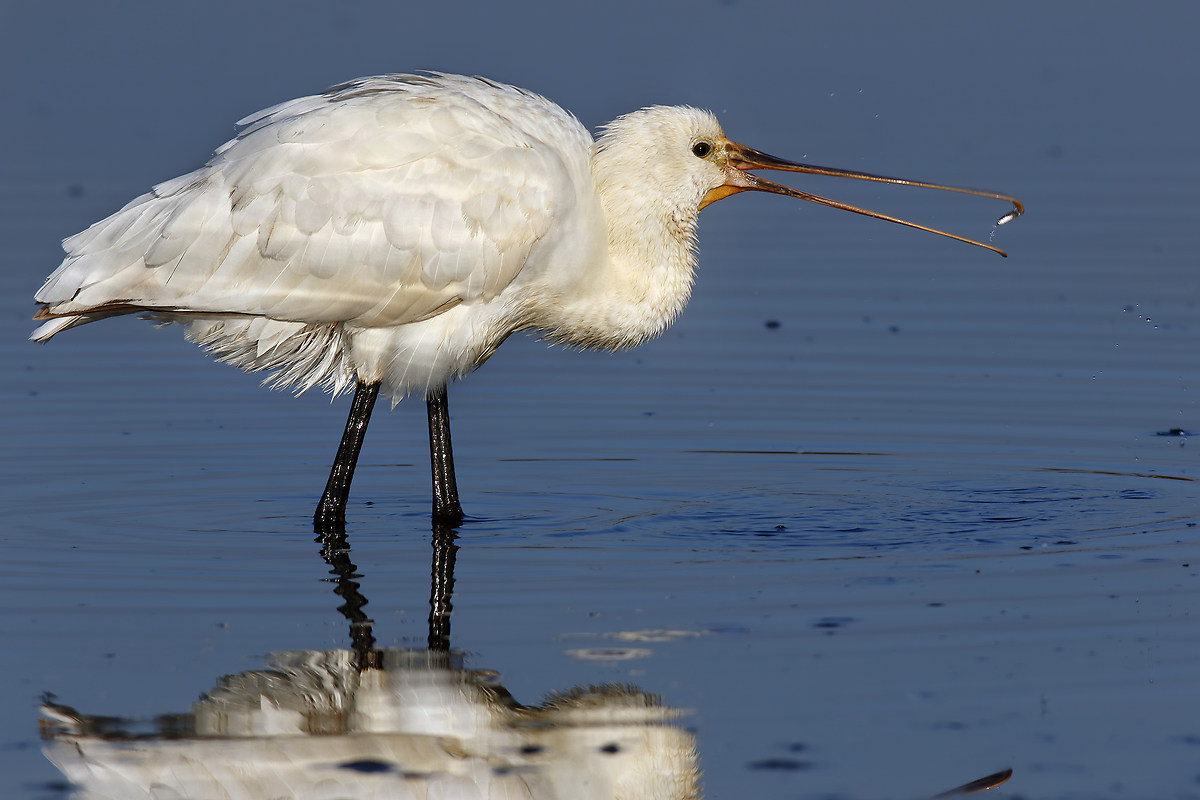 Gambusie a colazione