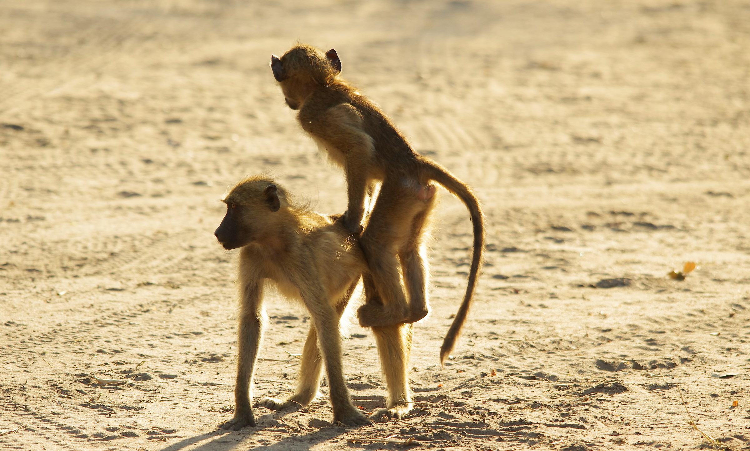 il gioco della cavallina