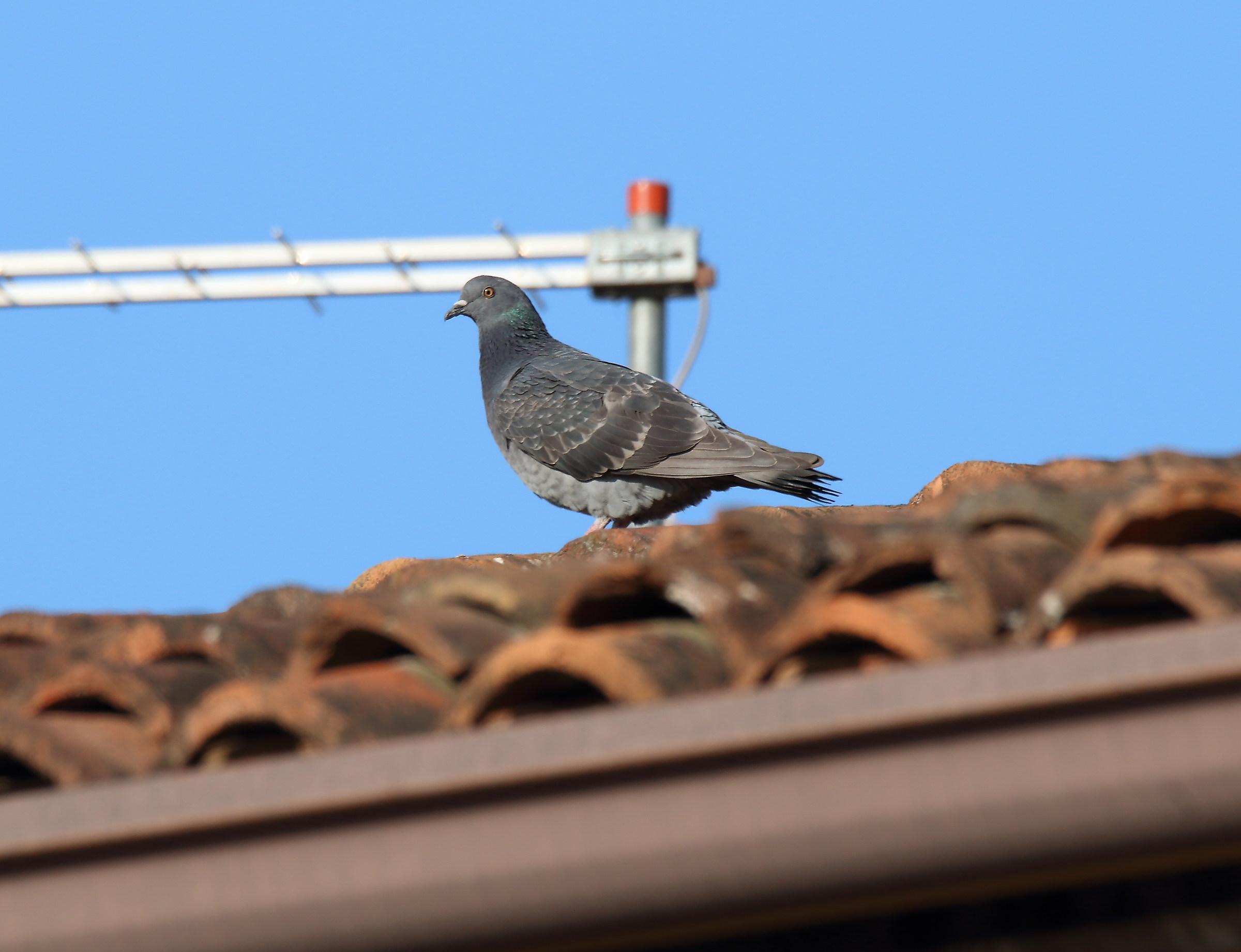 pigeon