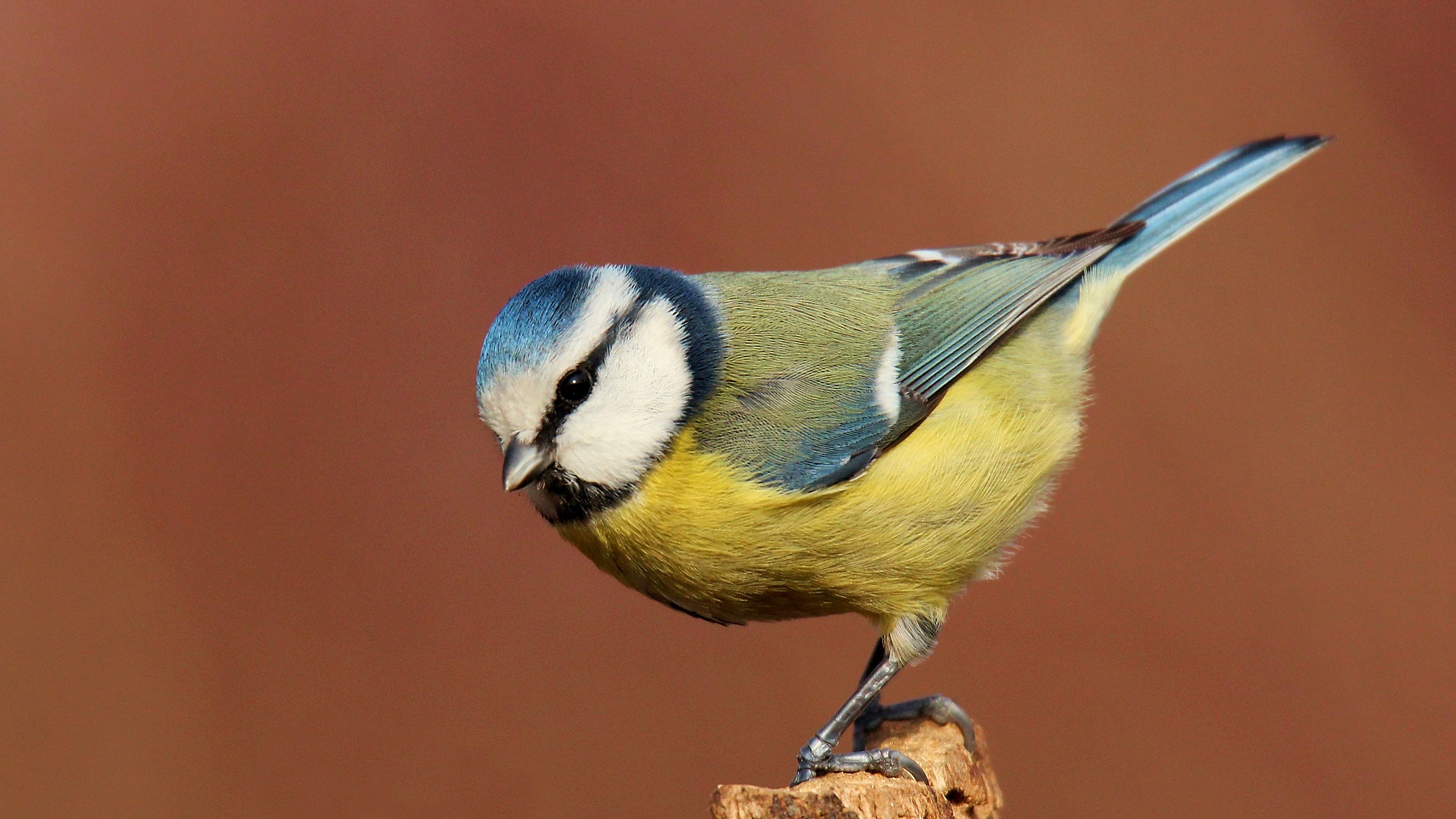 The bow of the Blue Tit